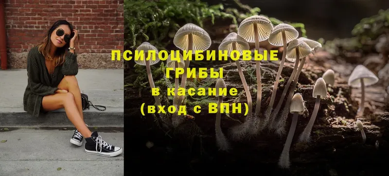 Псилоцибиновые грибы Psilocybe  МЕГА онион  Суворов  цены наркотик 